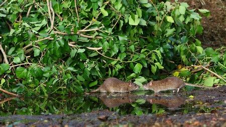 What has that shipping box come in contact with on the way to your house? What Do Rats Eat - Effective Rodent Control