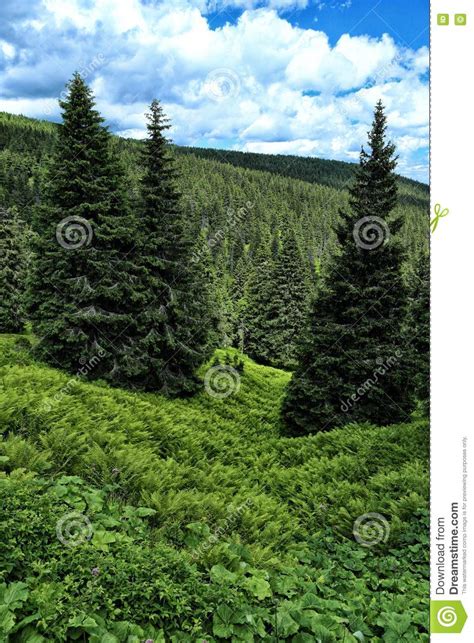 Green Fern Spruces Deep Forest Stock Photos Free And Royalty Free Stock