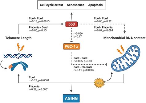 The Telomere Mitochondrial Axis Of Aging In Newborns Aging