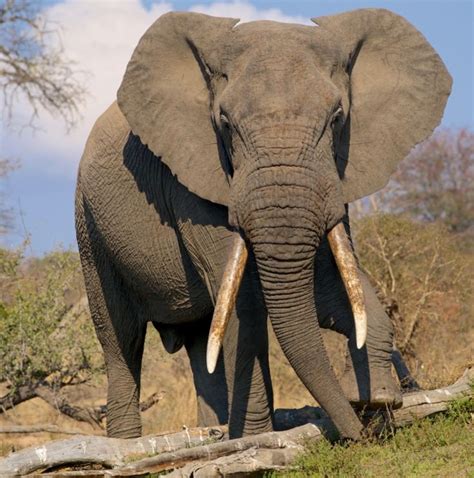 Pin By Phoebe Bidelspach On Pics Bull Elephant Elephant Images Elephant