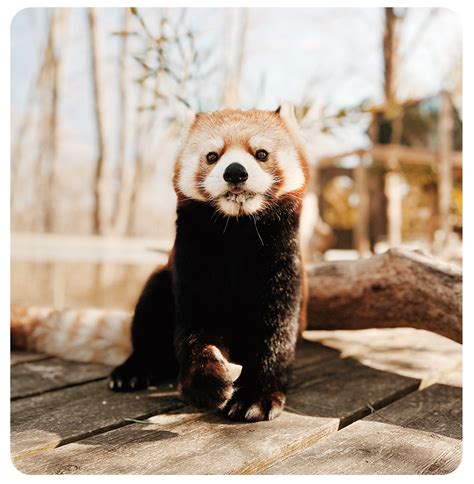 Your Toronto Zoo Welcomes The Birth Of Endangered Red Panda