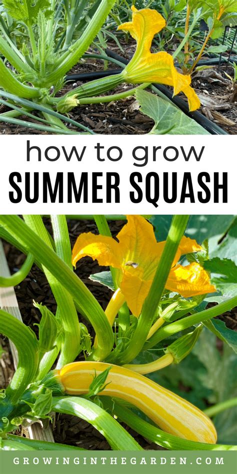5 Tips For Growing Summer Squash Growing In The Garden