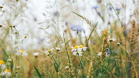 Desktop Wallpaper Wild Flowers Plants Meadow Hd Image Picture