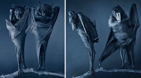 More Than Human Tim Flach Feel Desain Your Daily Dose Of Creativity