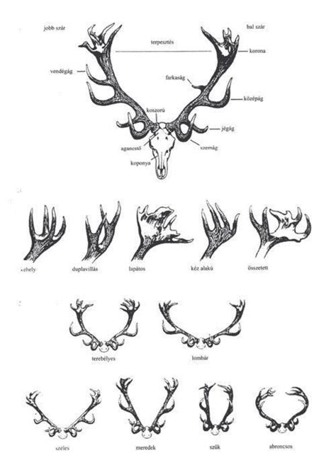 Share More Than 80 Elk Skull Tattoo Best Thtantai2