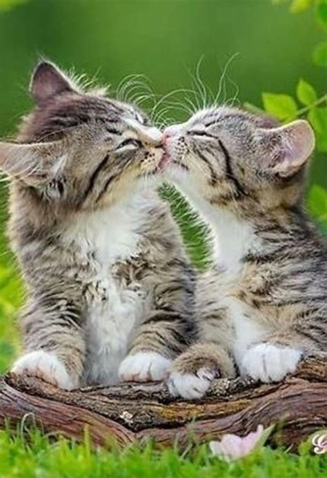 Kittens Kissing In 2021 Beautiful Cats Kittens Cutest Gorgeous Cats