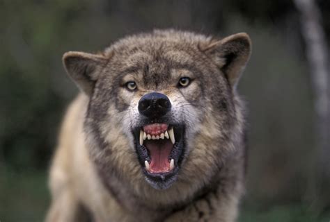 Wolf Howl Study Suggests Behavior Helps Animals Keep In Touch With