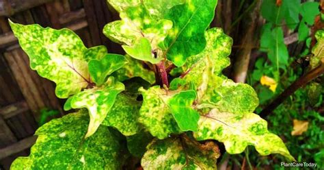 What Is Tobacco Mosaic Virus The Damage And How To Control It
