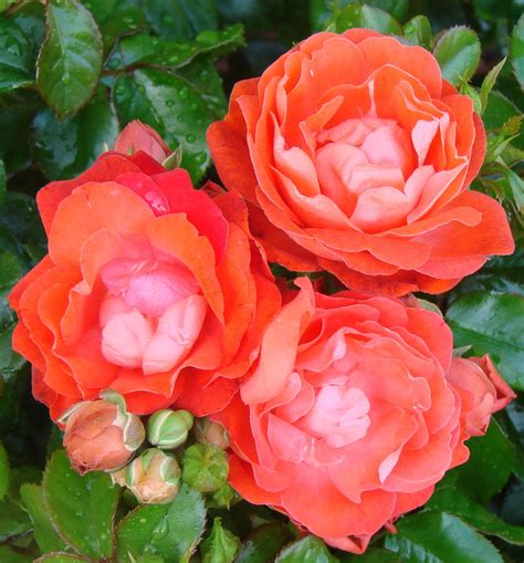 The idea of father's day can be traced back to 1910. Fathers Day Potted UK Rose -Colin Gregory Roses Ltd ...