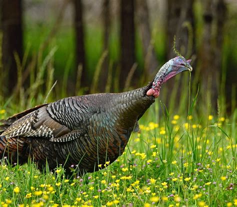 How Turkeys Handle The Diverse Array Of Things They Eat Wild Turkey Lab