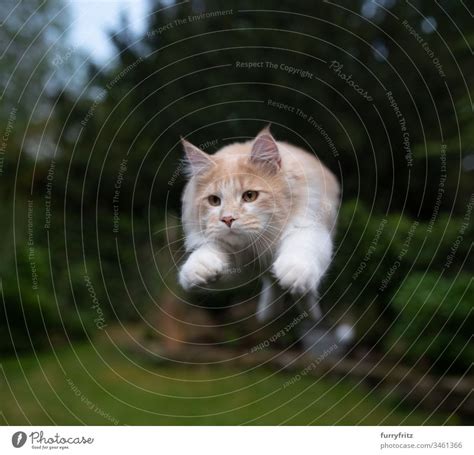 Maine Coon Cat Jumps In The Garden A Royalty Free Stock Photo From