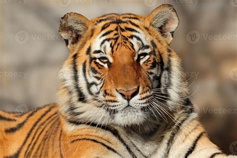 Bengal Tiger Portrait 716066 Stock Photo At Vecteezy