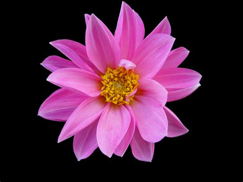 ❤ get the best pink flower wallpaper on wallpaperset. Bright Flowers wallpaper | 1920x1200 | #66312