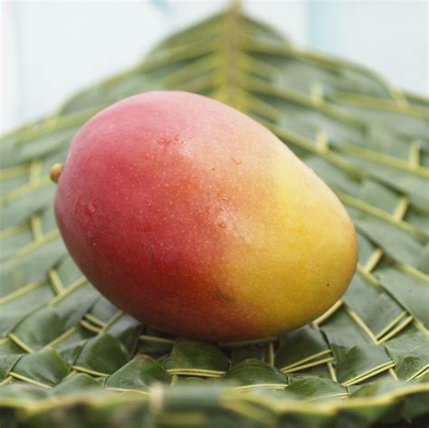 sintético 92 foto fresh mango terramar como se usa mirada tensa