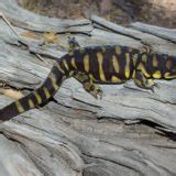 Barred Tiger Salamander Facts And Pictures