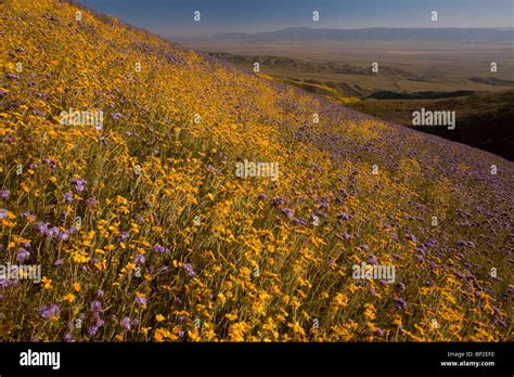 Spectacular Masses Of Spring Wildflowers Mainly Hillside Daisy And