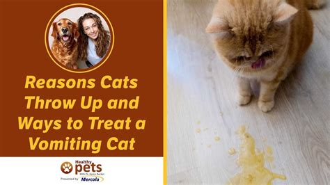 The following are some of the more common ones. Reasons Cats Throw Up and Ways to Treat a Vomiting Cat ...