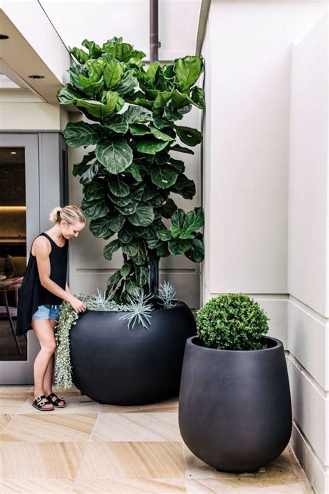 Fiddle Leaf Fig Tree Done By Harris Landscaping Gardens Large