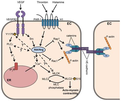 The Abl And Arg Kinases Are Activated In Endothelial Cells Downstream