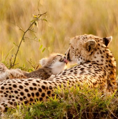 Baby Cheetah And Mother Animal Babies Pinterest