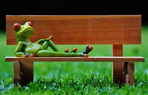 Frog Bank Bench Free Photo On Pixabay