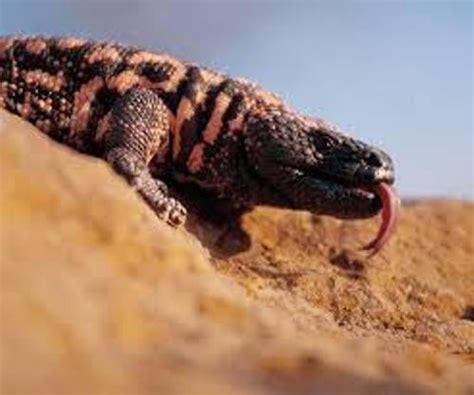 I loved this book as a kid and acquired it now to have on hand for my nephews. 10 Interesting Gila monster Facts - My Interesting Facts