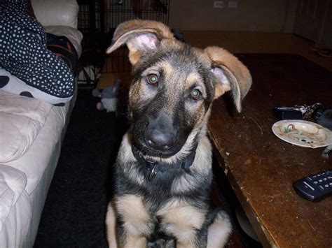 Lets See Those Gsds With Floppy Ears German Shepherd