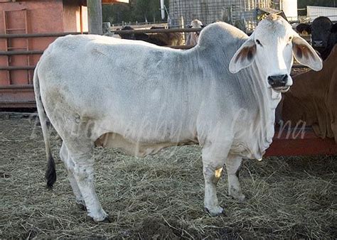 Gray American Brahman Cow Cattle Farming Animals Breeds