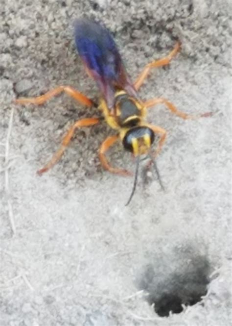 But the most common and notable visitors are great golden digger wasps and great black wasps ( sphex pensylvanicus). Insect Identification