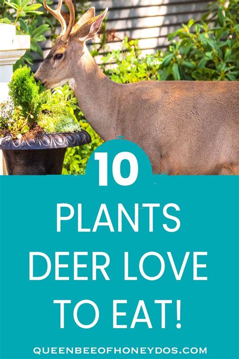 Other times, deer go to orchards and eat the fruits on the tree or the ones that have fallen to the ground. 10 Plants Deer Love to Eat in 2020 | Plants, Garden crafts ...