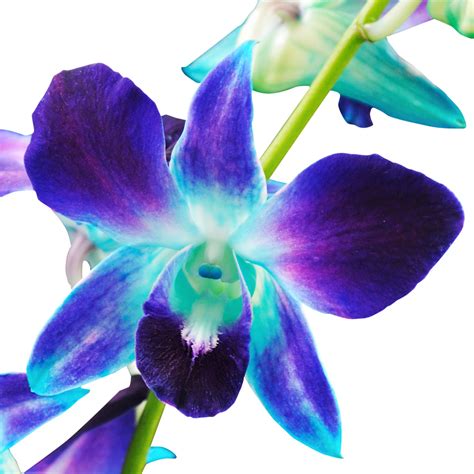 Blue Bom Dendrobium Orchids Orchids In Bulk