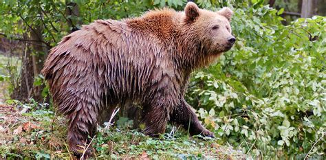 Eddig 374 alkalommal nézték meg. Miskolci Állatkert és Kultúrpark