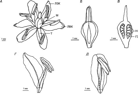 General View Of Flower A Pistil Б And Longitudinal Section Of