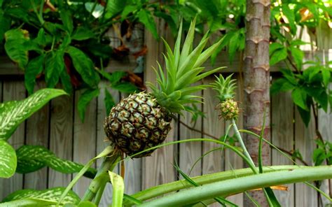 Want Your Own Pineapples In Your Backyard Heres How To Grow One