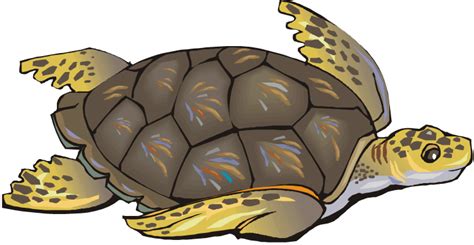 Free Shy Turtle Cliparts Download Free Shy Turtle Cliparts Png Images