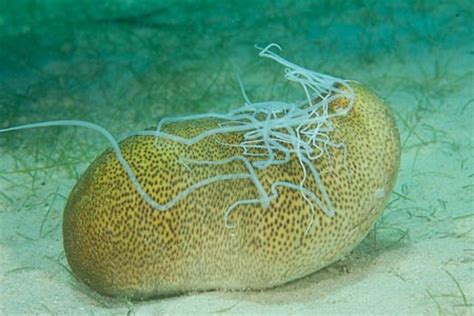 Seagrass Bed for Marine Life in Club Paradise, Northern Palawan