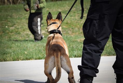 Police K9 Training And Sales Affordable And Reliable Police Dogs