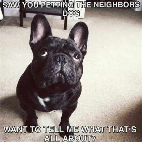 45 Best French Bulldog Memes Of All Time Page 3 Of 11 The Paws