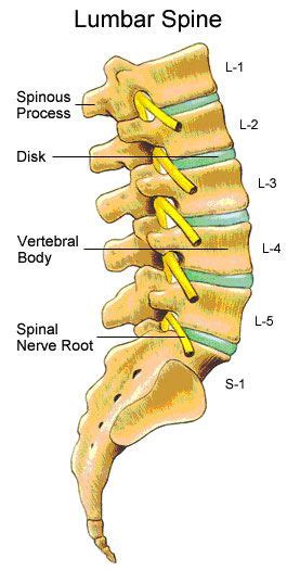5 Lumbar Spines Project Forwards Into The Abdominal Cavity As The