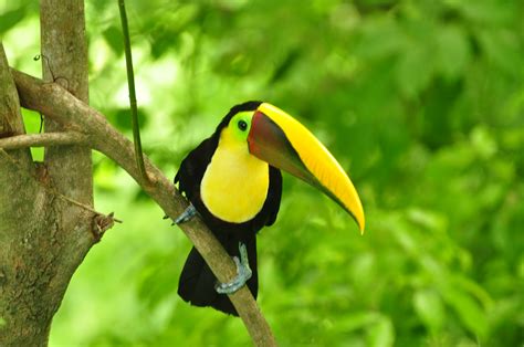 7 Most Popular Birds Of Costa Rica