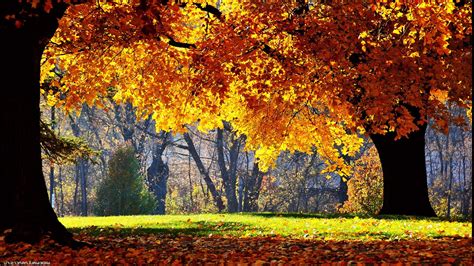 Fall Trees Nature Yellow Wallpapers Hd Desktop And