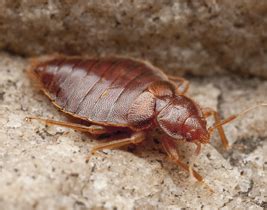 • hire a pest management professional to treat for bed bugs. Bedbug Extermination and Removal | Pestokil