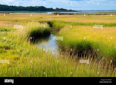 Salt Water Marsh High Resolution Stock Photography And Images Alamy