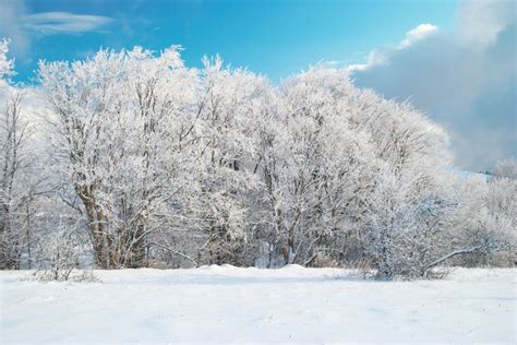 Winter Icy Forest Stock Photo Image Of Scene Landscape 8310784