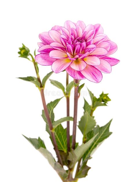 Dahlia Flower Pink Dahlia Flower With Green Leaves Isolated On White