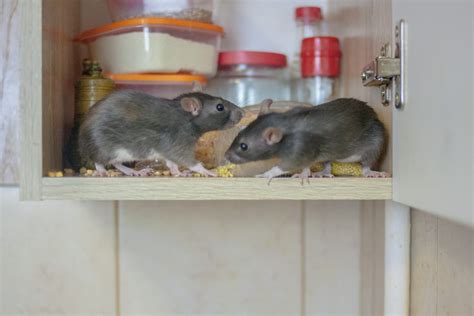 Signs Of Rodent Activity In The Home Waltham Pest Services