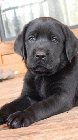 Pure bred english lab puppies. AKC ENGLISH LABRADOR PUPPIES (CHAMPION SHOW AND HUNTING ...