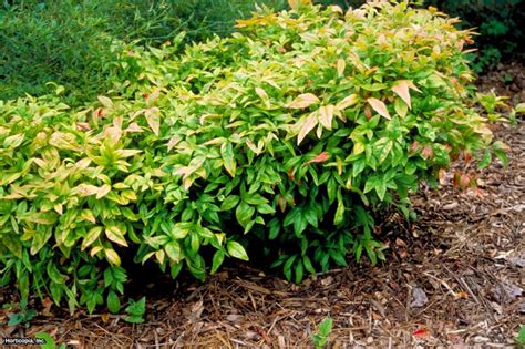 Flowers do depend upon the tropical regions. Flowers That Bloom in Winter | HGTV