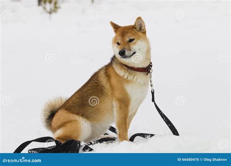 Japanese Dog Breed Shiba Inu In Snow Stock Photo Image Of White
