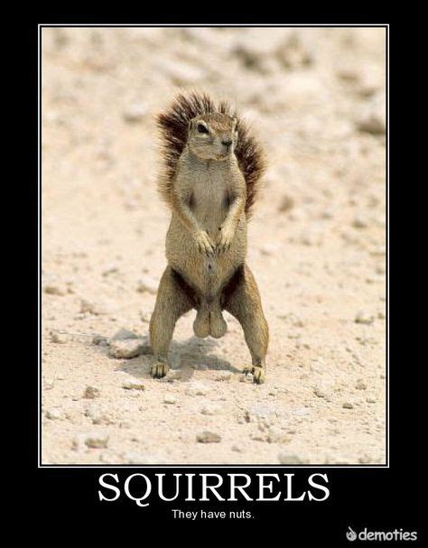 23 Holy Squirrels Ideas Squirrel Squirrel Funny Cute Squirrel